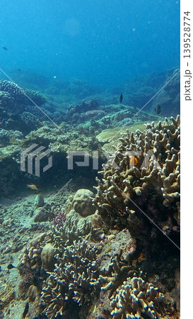 Expansive underwater coral reef scene filled with various coral types and marine life in clear blue ocean water in Dauin, Philippines Expansive underwater coral reef scene filled with various coral types and marine life in clear blue ocean water in Dauin, Philippines 139528774