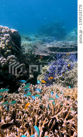 Ethereal underwater scene of a thriving coral reef teeming with diverse marine fish species like chromis and damsels swimming in graceful schools. Dauin, Philippines 139528778