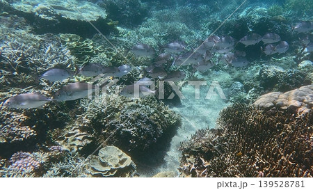 School of Bigeye trevally (Caranx sexfasciatus) swimming in synchronize school along the rich coral reef in clear shallow water, observed during snorkeling in Dauin, Philippines School of Bigeye trevally (Caranx sexfasciatus) swimming in synchronize school along the rich coral reef in clear shallow water, observed during snorkeling in Dauin, Philippines 139528781