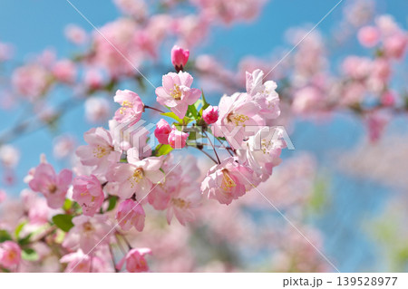 【桜】 【桜】 139528977