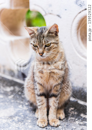 クロアチア 聖堂前で参拝者を迎える猫 クロアチア 聖堂前で参拝者を迎える猫 139529122