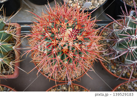 Close-up of indoor cactus Ferocactus Horridus 139529183