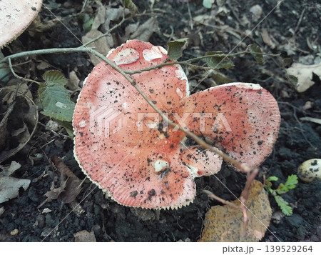 Mushrooms in dry fallen leaves on forest ground in sunlight and shadow 139529264