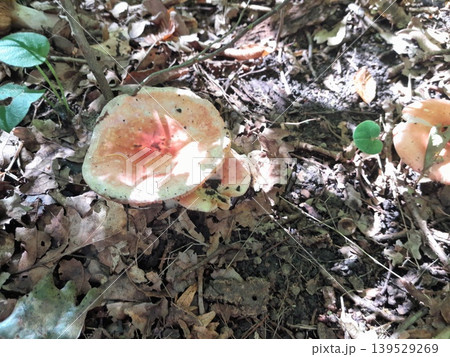 Mushrooms in dry fallen leaves on forest ground in sunlight and shadow 139529269