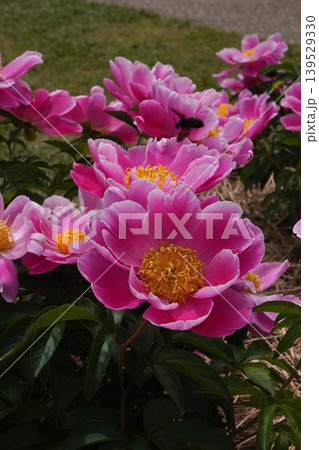 芍薬の花"桃源"・2026年5月 芍薬の花"桃源"・2026年5月 139529330