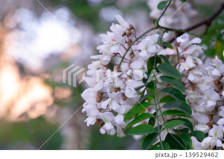 Cluster Of White Spring Blossoms With Green Leaves And Soft Bokeh Background 139529462