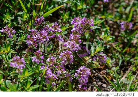 Wild Thyme Groundcover With Small Purple Flowers in Sunlit Meadow Close-Up, Spring Bloom Wild Thyme Groundcover With Small Purple Flowers in Sunlit Meadow Close-Up, Spring Bloom 139529471