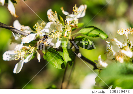 Honey Bee Pollinating White Blossom On Green Leaves In Spring Garden Macro Close-Up 139529478