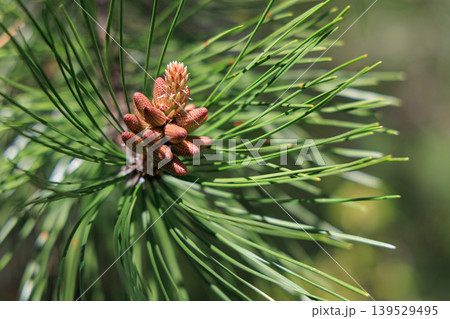Close-Up Of Pine Bud And Needles On Green Evergreen Branch Macro Nature Detail Close-Up Of Pine Bud And Needles On Green Evergreen Branch Macro Nature Detail 139529495