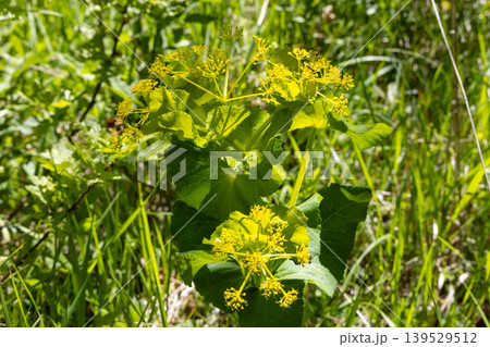Bright Yellow Wildflower With Large Green Leaves Growing In A Sunlit Meadow Close-Up Bright Yellow Wildflower With Large Green Leaves Growing In A Sunlit Meadow Close-Up 139529512