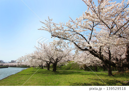 函館　五稜郭公園 139529518