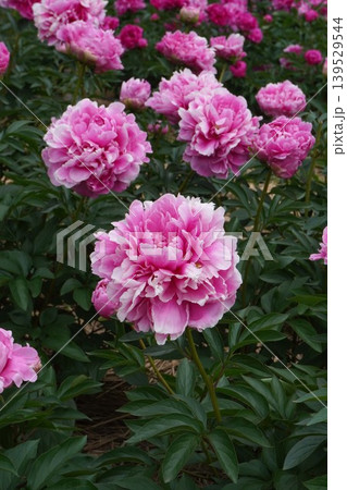 芍薬の花"花籠"・2026年5月 芍薬の花"花籠"・2026年5月 139529544