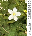フジワラダケニリンソウの花 139529620