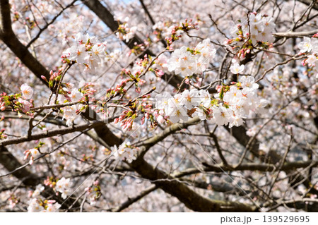 桜、サクラ、さくら 桜、サクラ、さくら 139529695