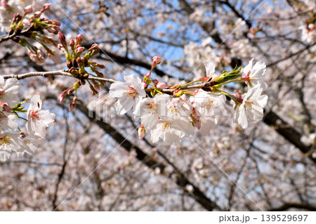 桜、サクラ、さくら 桜、サクラ、さくら 139529697