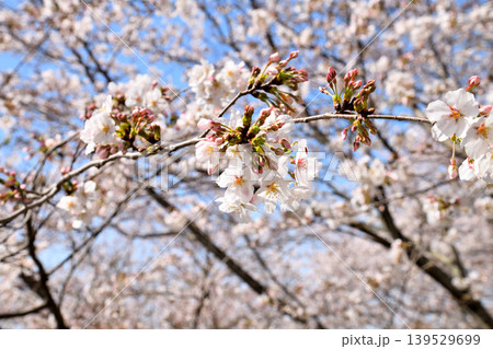 桜、サクラ、さくら 139529699