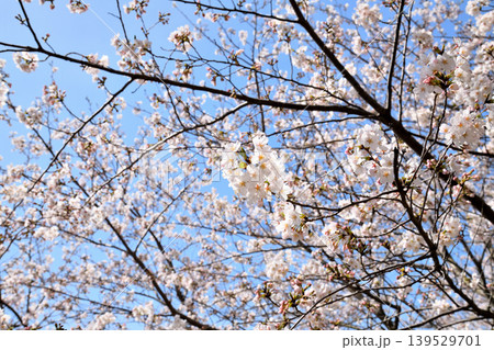 桜、サクラ、さくら 139529701