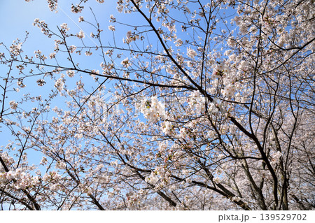 桜、サクラ、さくら 桜、サクラ、さくら 139529702