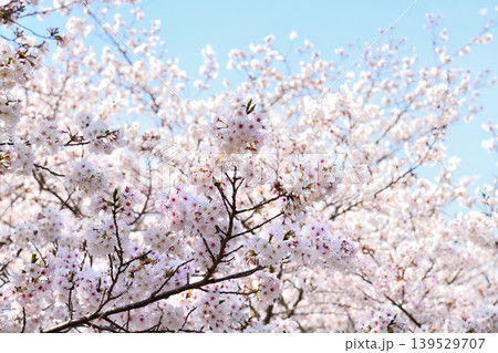 桜、サクラ、さくら 桜、サクラ、さくら 139529707