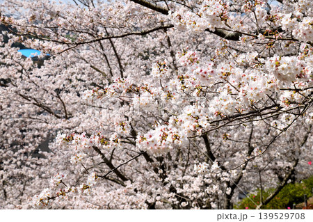 桜、サクラ、さくら 桜、サクラ、さくら 139529708