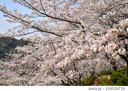 桜、サクラ、さくら 桜、サクラ、さくら 139529710
