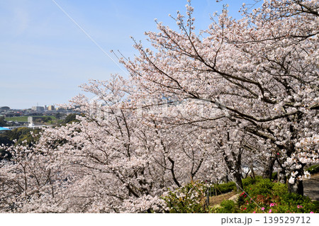 桜、サクラ、さくら 139529712