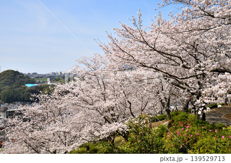桜、サクラ、さくら 桜、サクラ、さくら 139529713