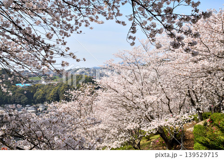 桜、サクラ、さくら 139529715