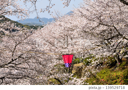 桜、サクラ、さくら 桜、サクラ、さくら 139529718