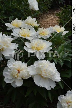 芍薬の花"花香殿"2026年5月 芍薬の花"花香殿"2026年5月 139529736