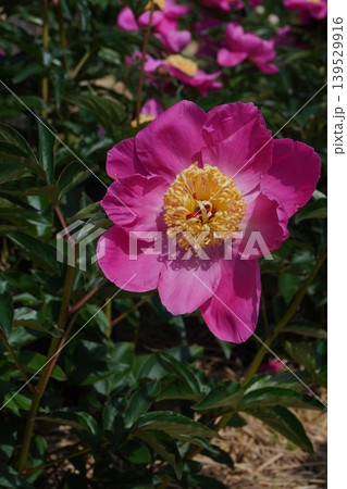 芍薬の花"春の誉"2026年5月 芍薬の花"春の誉"2026年5月 139529916
