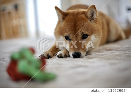 遊び疲れた柴犬 遊び疲れた柴犬 139529924
