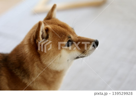柴犬 柴犬 139529928