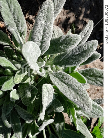 Soft Fuzzy Lambs Ear Leaves Background, Silvery Green Texture in Natural Garden Light Soft Fuzzy Lambs Ear Leaves Background, Silvery Green Texture in Natural Garden Light 139530072