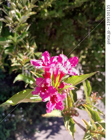 Bright Pink Weigela Flowers Blooming in Sunlit Garden with Green Foliage Background 139530135