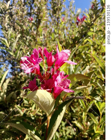 Bright Pink Weigela Flowers Blooming in Sunlit Garden with Green Foliage Background Bright Pink Weigela Flowers Blooming in Sunlit Garden with Green Foliage Background 139530136