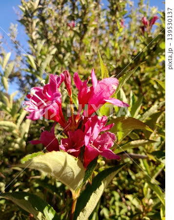 Bright Pink Weigela Flowers Blooming in Sunlit Garden with Green Foliage Background Bright Pink Weigela Flowers Blooming in Sunlit Garden with Green Foliage Background 139530137