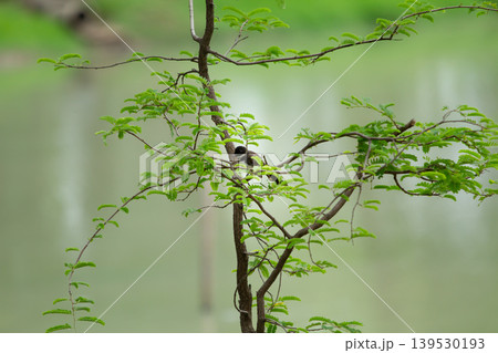 Tiny dark bird perched quietly within thin leafy branches against a soft green background in a peaceful outdoor woodland environment. Tiny dark bird perched quietly within thin leafy branches against a soft green background in a peaceful outdoor woodland environment. 139530193