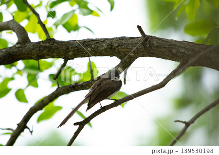 Graceful brown bird perched on a narrow branch beneath textured tree limbs with soft daylight and blurred green forest surroundings. Graceful brown bird perched on a narrow branch beneath textured tree limbs with soft daylight and blurred green forest surroundings. 139530198