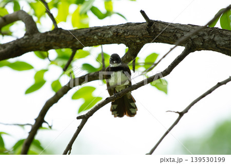 Small black and white wild bird resting on a tree branch with soft green foliage background in a tropical outdoor environment during daytime. Small black and white wild bird resting on a tree branch with soft green foliage background in a tropical outdoor environment during daytime. 139530199