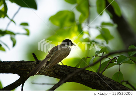 Wild brown bird perched quietly on a curved tree branch surrounded by vibrant green leaves and soft natural light in a peaceful forest setting. Wild brown bird perched quietly on a curved tree branch surrounded by vibrant green leaves and soft natural light in a peaceful forest setting. 139530200
