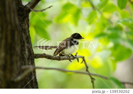 Elegant long tailed bird resting on a narrow tree branch with fresh green foliage and smooth natural background in a calm woodland scene. Elegant long tailed bird resting on a narrow tree branch with fresh green foliage and smooth natural background in a calm woodland scene. 139530202