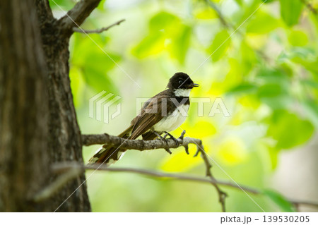 Graceful wild songbird sitting on a natural tree branch surrounded by bright green foliage and smooth blurred forest light during daytime. Graceful wild songbird sitting on a natural tree branch surrounded by bright green foliage and smooth blurred forest light during daytime. 139530205