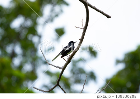 Elegant black and white bird resting on a thin dry branch with soft blurred trees and bright natural sky in an open outdoor environment. Elegant black and white bird resting on a thin dry branch with soft blurred trees and bright natural sky in an open outdoor environment. 139530208