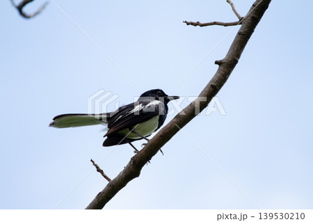 Striking black and white wild bird with long tail sitting on a dry tree branch beneath a soft blue sky in a calm natural environment. Striking black and white wild bird with long tail sitting on a dry tree branch beneath a soft blue sky in a calm natural environment. 139530210