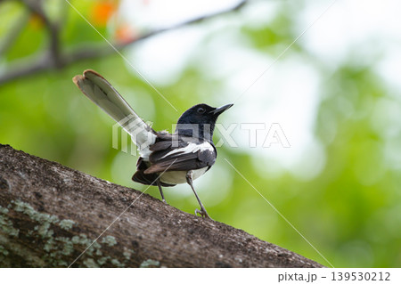 Closeup of an oriental magpie robin perched on a textured tree trunk with raised tail feathers and soft green bokeh in a tropical woodland setting. Closeup of an oriental magpie robin perched on a textured tree trunk with raised tail feathers and soft green bokeh in a tropical woodland setting. 139530212