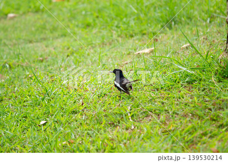 Small oriental magpie robin standing on vibrant green grass in an outdoor park landscape with natural light and soft focus surroundings. Small oriental magpie robin standing on vibrant green grass in an outdoor park landscape with natural light and soft focus surroundings. 139530214