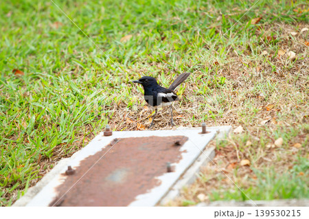 Oriental magpie robin searching for food on mixed green and dry grass beside a rusty metal cover in a public outdoor area during daylight. Oriental magpie robin searching for food on mixed green and dry grass beside a rusty metal cover in a public outdoor area during daylight. 139530215