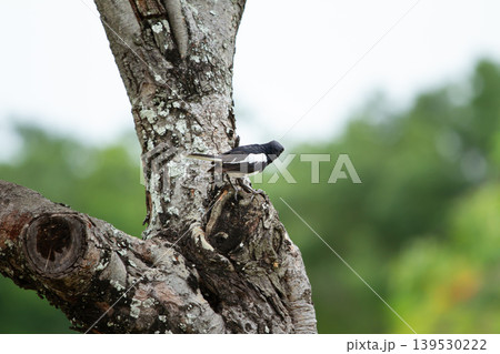 Black and white oriental magpie robin perched on textured tree bark with soft green background in an outdoor tropical environment. 139530222
