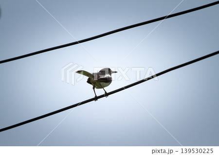 Juvenile oriental magpie robin balancing on electrical cable with minimalist sky background in an urban outdoor environment. Juvenile oriental magpie robin balancing on electrical cable with minimalist sky background in an urban outdoor environment. 139530225